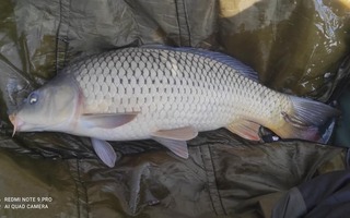 5,88 kg amur, 5,83 kg ponty, 3,9 kg ponty az év első fogásai!